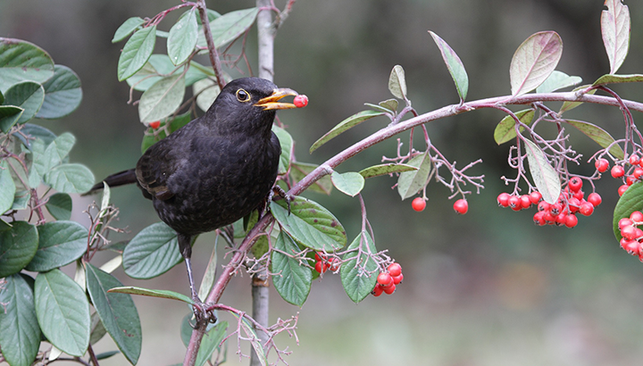 Webinaire Oiseaux des jardins : soyez prêts comptage international !